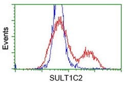 SULT1C2 Monoclonal Antibody (OTI6F2), TrueMAB , OriGene 100 &mu;L; Unconjugated:Antibodies,
