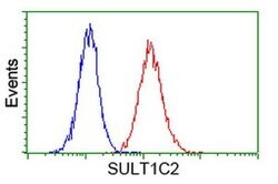 SULT1C2 Monoclonal Antibody (OTI6F2), TrueMAB , OriGene 100 &mu;L; Unconjugated:Antibodies,