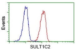SULT1C2 Monoclonal Antibody (OTI5A4), TrueMAB , OriGene 100 &mu;L | Buy Online | OriGene | Fisher Scientific
