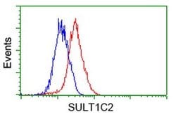 SULT1C2 Monoclonal Antibody (OTI4H4), TrueMAB , OriGene:Antibodies:Primary