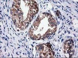 SULT1C2 Mouse anti-Human, Clone: OTI4G1, lyophilized, TrueMAB 100 &mu;g;