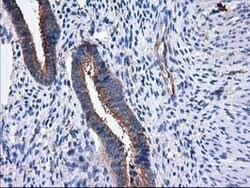 SULT1C2 Mouse anti-Human, Clone: OTI4G1, lyophilized, TrueMAB 100 &mu;g;