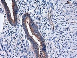 SULT1C2 Monoclonal Antibody (OTI4G1), TrueMAB , OriGene 30 &mu;L; Unconjugated:Antibodies,