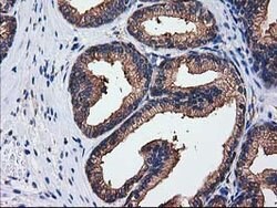 SULT1C2 Mouse anti-Human, Clone: OTI4G1, lyophilized, TrueMAB 100 &mu;g;