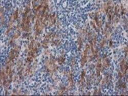 SULT1C2 Mouse anti-Human, Clone: OTI4G1, lyophilized, TrueMAB 100 &mu;g;