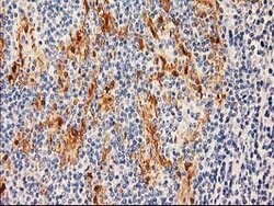 SULT1C2 Mouse anti-Human, Clone: OTI8A1, lyophilized, TrueMAB 100 &mu;g;