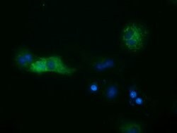 SULT2A1 Mouse anti-Human, Clone: OTI4D7, lyophilized, TrueMAB 100 &mu;g;