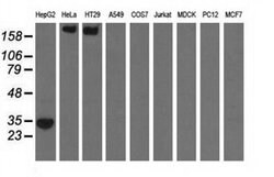 SULT2A1 Monoclonal Antibody (OTI2A6), TrueMAB , OriGene 100 &mu;L; Unconjugated:Antibodies,