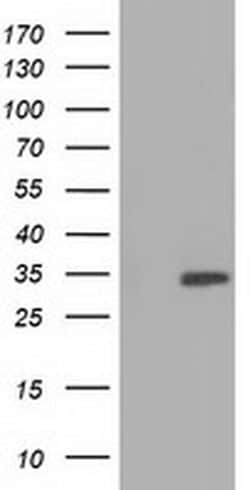 SULT2A1 Monoclonal Antibody (OTI3D4), TrueMAB , OriGene 100 &mu;L; Unconjugated:Antibodies,
