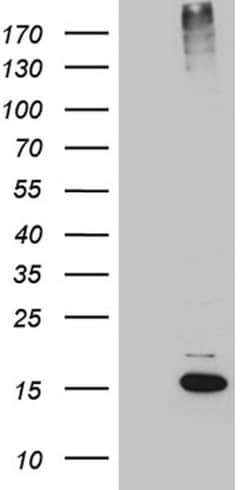 SUMO1 Monoclonal Antibody (OTI2B3), TrueMAB , OriGene 100 &mu;L; Unconjugated:Antibodies,
