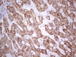 SUOX Monoclonal Antibody (OTI5A2), TrueMAB , OriGene 100 &mu;L; Unconjugated:Antibodies,