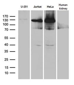 SUPT16H Monoclonal Antibody (OTI3B8), TrueMAB , OriGene 100 &mu;L; Unconjugated:Antibodies,