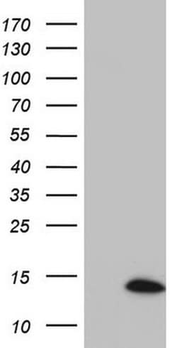 SUPT4H1 Monoclonal Antibody (OTI6B10), TrueMAB , OriGene 100 &mu;L; Unconjugated:Antibodies,