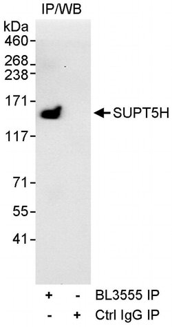 SUPT5H Rabbit anti-Human, Polyclonal, Bethyl Laboratories 10 &mu;L; Unconjugated:Antibodies,