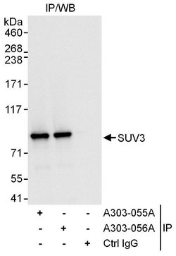 SUV3 Rabbit anti-Human, Polyclonal, Bethyl Laboratories 100 &mu;L; Unconjugated:Antibodies,
