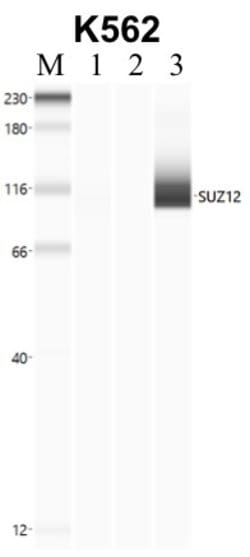 Invitrogen SUZ12 Recombinant Rabbit Monoclonal Antibody (7H26L21) 100 &mu;g;
