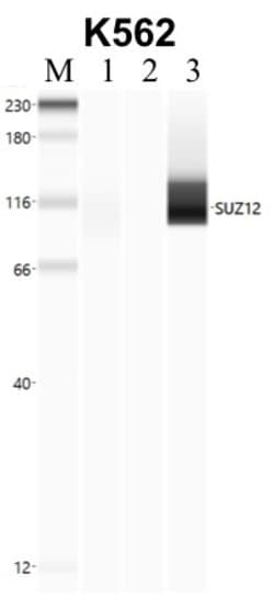 Invitrogen SUZ12 Recombinant Superclonal Antibody 100 &mu;g; Unconjugated:Antibodies,