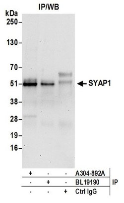 SYAP1 Rabbit anti-Human, Polyclonal, Bethyl Laboratories 10 &mu;L; Unconjugated:Antibodies,