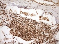 SYF2 Monoclonal Antibody (OTI6A5), TrueMAB , OriGene 100 &mu;L; Unconjugated:Antibodies,