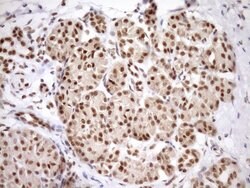 SYF2 Monoclonal Antibody (OTI6A5), TrueMAB , OriGene 100 &mu;L; Unconjugated:Antibodies,