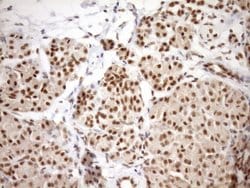 SYF2 Monoclonal Antibody (OTI6A5), TrueMAB , OriGene 100 &mu;L; Unconjugated:Antibodies,