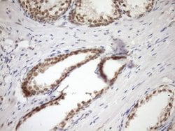 SYF2 Monoclonal Antibody (OTI6A5), TrueMAB , OriGene:Antibodies:Primary
