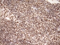 SYF2 Monoclonal Antibody (OTI6A5), TrueMAB , OriGene 100 &mu;L; Unconjugated:Antibodies,