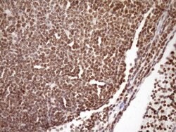 SYF2 Monoclonal Antibody (OTI6A5), TrueMAB , OriGene 100 &mu;L; Unconjugated:Antibodies,