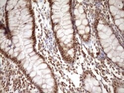 SYF2 Monoclonal Antibody (OTI6A5), TrueMAB , OriGene 100 &mu;L; Unconjugated:Antibodies,