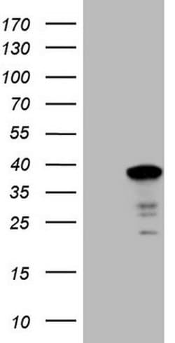 SYF2 Monoclonal Antibody (OTI6A5), TrueMAB , OriGene 100 &mu;L; Unconjugated:Antibodies,