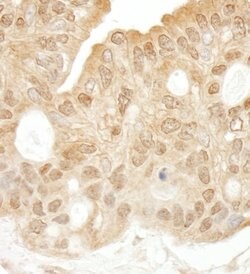 SYK Rabbit anti-Human, Polyclonal, Bethyl Laboratories 10 &mu;L; Unconjugated:Antibodies,