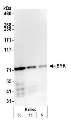 SYK Rabbit anti-Human, Polyclonal, Bethyl Laboratories 100 &mu;L; Unconjugated:Antibodies,