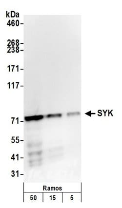 SYK Polyclonal Antibody, Bethyl Laboratories 20 &mu;L; Unconjugated:Antibodies,