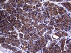 SYNC Mouse anti-Human, Clone: OTI5B8, lyophilized, TrueMAB 100 &mu;g; Unconjugated:Antibodies,