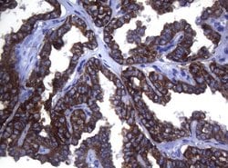 SYNC Mouse anti-Human, Clone: OTI5B8, lyophilized, TrueMAB 100 &mu;g; Unconjugated:Antibodies,