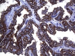 SYNC Monoclonal Antibody (OTI5B8), TrueMAB , OriGene 30 &mu;L; Unconjugated:Antibodies,