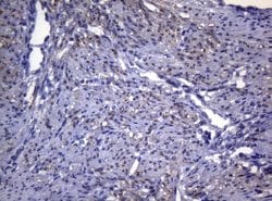 SYNC Mouse anti-Human, Clone: OTI5B8, lyophilized, TrueMAB 100 &mu;g; Unconjugated:Antibodies,