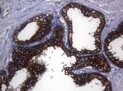 SYNC Mouse anti-Human, Clone: OTI5B8, lyophilized, TrueMAB 100 &mu;g; Unconjugated:Antibodies,