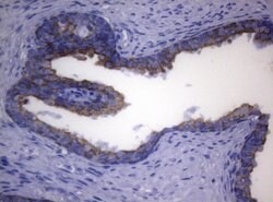 SYNC Mouse anti-Human, Clone: OTI5B8, lyophilized, TrueMAB 100 &mu;g; Unconjugated:Antibodies,