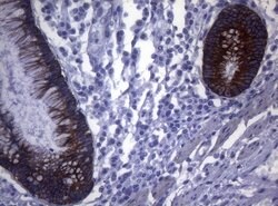 SYNC Mouse anti-Human, Clone: OTI5B8, lyophilized, TrueMAB 100 &mu;g; Unconjugated:Antibodies,