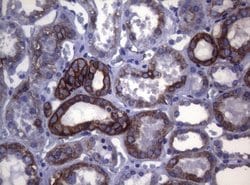 SYNC Mouse anti-Human, Clone: OTI5B8, lyophilized, TrueMAB 100 &mu;g; Unconjugated:Antibodies,