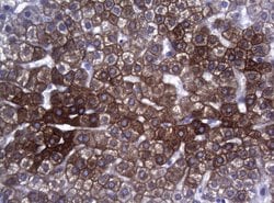 SYNC Mouse anti-Human, Clone: OTI5B8, lyophilized, TrueMAB 100 &mu;g; Unconjugated:Antibodies,