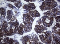 SYNC Mouse anti-Human, Clone: OTI5B8, lyophilized, TrueMAB 100 &mu;g; Unconjugated:Antibodies,
