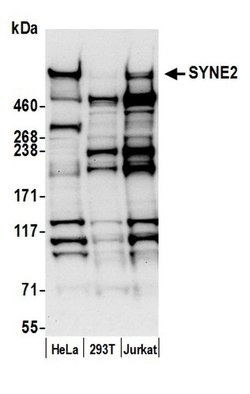 SYNE2/Nesprin 2 Polyclonal Antibody, Bethyl Laboratories:Antibodies:Primary