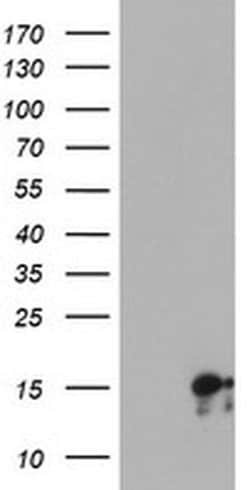 SYNJ2BP Mouse anti-Human, Clone: OTI3A9, liquid, TrueMAB 100 &mu;L; Unconjugated:Antibodies,