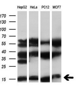 SYNJ2BP Mouse anti-Human, Clone: OTI3A9, liquid, TrueMAB 100 &mu;L; Unconjugated:Antibodies,