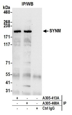 SYNM Rabbit anti-Human, Polyclonal, Bethyl Laboratories 10 &mu;L; Unconjugated:Antibodies,