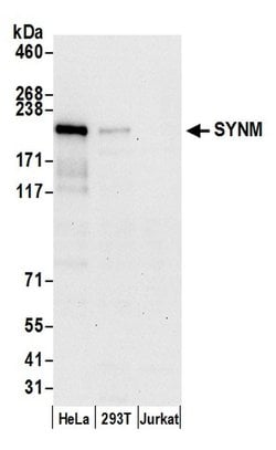SYNM Polyclonal Antibody, Bethyl Laboratories 20 &mu;L | Buy Online | Bethyl Laboratories, Inc | Fisher Scientific
