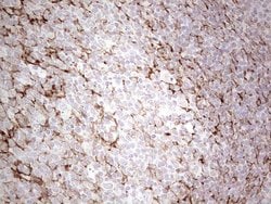 SYNM Monoclonal Antibody (OTI3D10), TrueMAB , OriGene:Antibodies:Primary