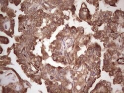 SYNM Mouse anti-Human, Clone: OTI7H6, lyophilized, TrueMAB 100 &mu;g; Unconjugated:Antibodies,